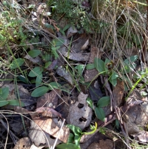 Chiloglottis valida at Brindabella, NSW - suppressed