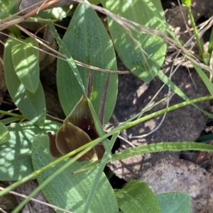 Chiloglottis valida at Brindabella, NSW - 7 Oct 2023