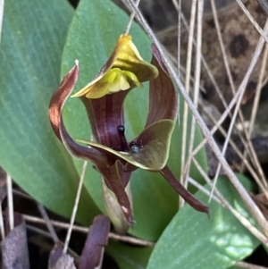 Chiloglottis valida at Brindabella, NSW - 7 Oct 2023