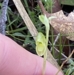 Hymenochilus muticus (Midget Greenhood) at Brindabella, NSW - 7 Oct 2023 by Tapirlord