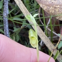 Hymenochilus muticus at Brindabella, NSW - suppressed