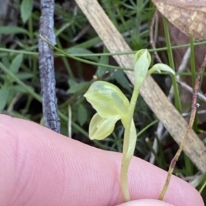 Hymenochilus muticus at Brindabella, NSW - suppressed