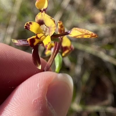 Diuris pardina (Leopard Doubletail) at Brindabella, NSW - 7 Oct 2023 by Tapirlord