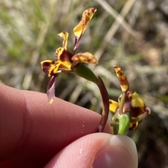 Diuris pardina at Brindabella, NSW - 7 Oct 2023