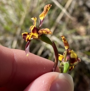 Diuris pardina at Brindabella, NSW - 7 Oct 2023