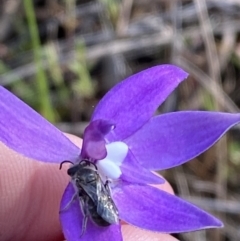 Glossodia major (Wax Lip Orchid) at Brindabella, NSW - 7 Oct 2023 by Tapirlord