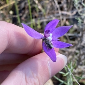 Glossodia major at Brindabella, NSW - 7 Oct 2023