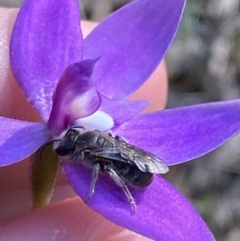 Lasioglossum (Chilalictus) sp. (genus & subgenus) (Halictid bee) at Brindabella, NSW - 7 Oct 2023 by Tapirlord