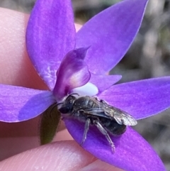 Lasioglossum (Chilalictus) sp. (genus & subgenus) at Brindabella, NSW - 7 Oct 2023 08:25 AM