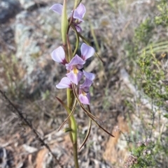 Diuris punctata var. punctata (Purple Donkey Orchid) at Ainslie, ACT - 6 Oct 2023 by Tapirlord