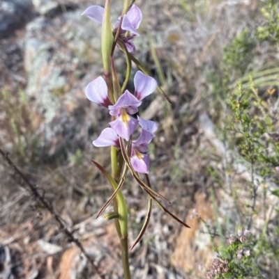 Diuris punctata var. punctata (Purple Donkey Orchid) at Ainslie, ACT - 6 Oct 2023 by Tapirlord