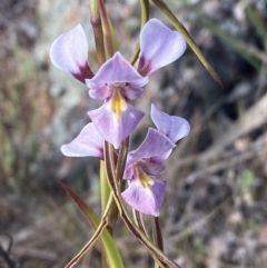 Diuris punctata at suppressed - 6 Oct 2023