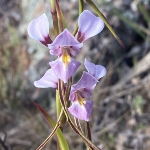 Diuris punctata at suppressed - suppressed