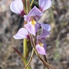 Diuris punctata var. punctata at suppressed - 6 Oct 2023