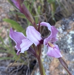 Diuris punctata at suppressed - suppressed