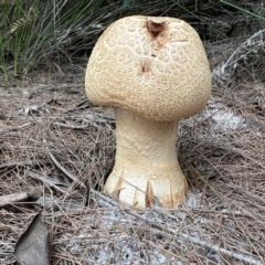 Amanita ochrophylla group at Wallum - 8 Nov 2023 by LockyC