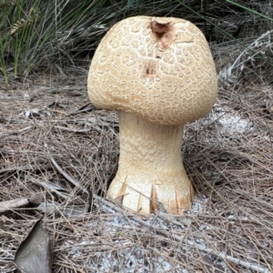 Amanita ochrophylla group at Wallum - 8 Nov 2023 12:44 PM