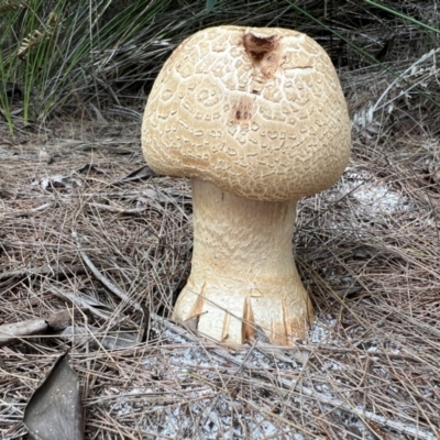 Unidentified Uncategorised Fungi at Wallum - 8 Nov 2023 by LockyC