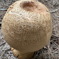 Amanita ochrophylla group at Wallum - 8 Nov 2023