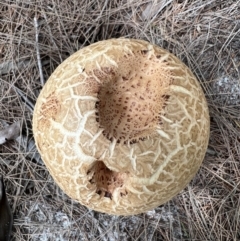 Amanita ochrophylla group at Wallum - 8 Nov 2023 12:44 PM