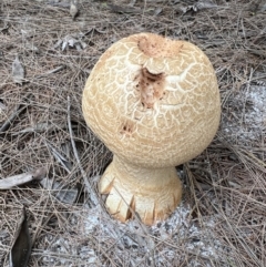 Amanita ochrophylla group at Wallum - 8 Nov 2023