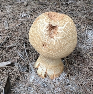 Amanita ochrophylla group at Wallum - 8 Nov 2023 12:44 PM