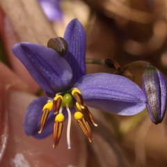 Dianella revoluta var. revoluta (Black-Anther Flax Lily) at Yarralumla, ACT - 3 Nov 2023 by ConBoekel