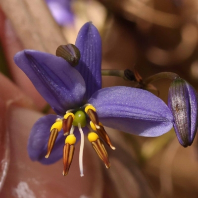 Dianella revoluta var. revoluta (Black-Anther Flax Lily) at Blue Gum Point to Attunga Bay - 3 Nov 2023 by ConBoekel