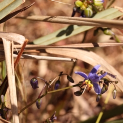 Dianella revoluta var. revoluta at Blue Gum Point to Attunga Bay - 3 Nov 2023