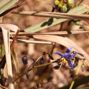 Dianella revoluta var. revoluta at Blue Gum Point to Attunga Bay - 3 Nov 2023