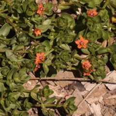 Lysimachia arvensis (Scarlet Pimpernel) at Blue Gum Point to Attunga Bay - 3 Nov 2023 by ConBoekel