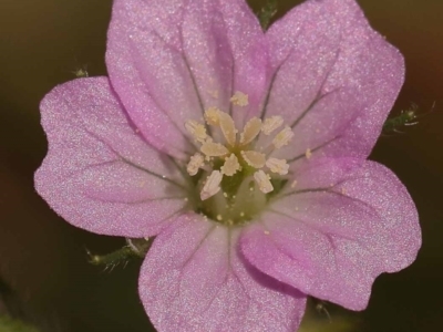 Geranium gardneri (Rough Crane's-Bill) at Lake Burley Griffin West - 3 Nov 2023 by ConBoekel