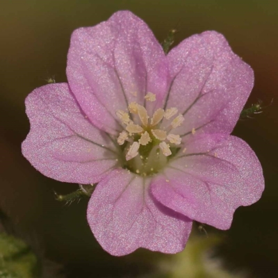 Geranium gardneri (Rough Crane's-Bill) at Lake Burley Griffin West - 3 Nov 2023 by ConBoekel