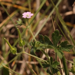 Geranium gardneri at Lake Burley Griffin West - 3 Nov 2023