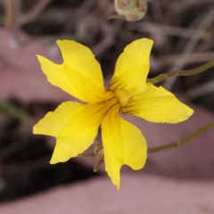 Goodenia hederacea subsp. hederacea (Ivy Goodenia, Forest Goodenia) at Lake Burley Griffin West - 3 Nov 2023 by ConBoekel