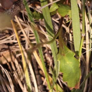 Goodenia hederacea subsp. hederacea at Lake Burley Griffin West - 3 Nov 2023