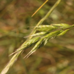 Bromus hordeaceus (A Soft Brome) at Blue Gum Point to Attunga Bay - 3 Nov 2023 by ConBoekel