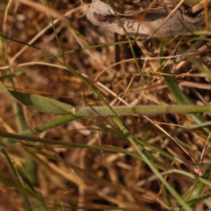 Bromus hordeaceus at Lake Burley Griffin West - 3 Nov 2023