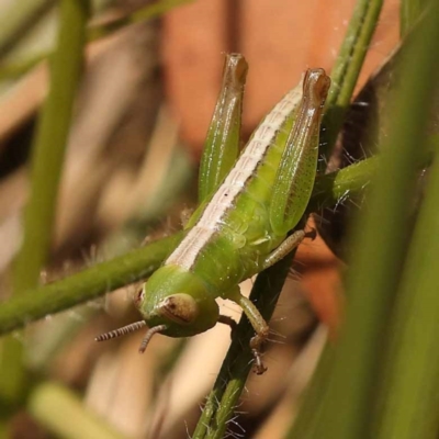 Praxibulus sp. (genus) (A grasshopper) at Lake Burley Griffin West - 3 Nov 2023 by ConBoekel
