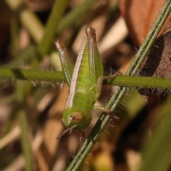 Praxibulus sp. (genus) at Blue Gum Point to Attunga Bay - 3 Nov 2023