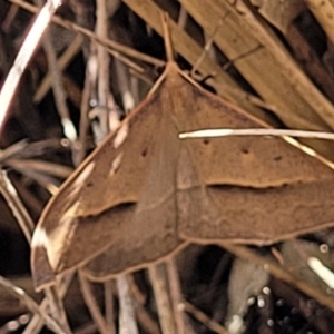 Epidesmia hypenaria at Flea Bog Flat, Bruce - 8 Nov 2023