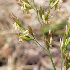 Festuca arundinacea (Tall Fescue) at Bruce Ridge to Gossan Hill - 8 Nov 2023 by trevorpreston