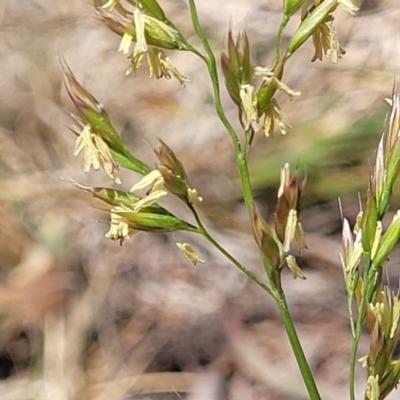 Festuca arundinacea (Tall Fescue) at Flea Bog Flat, Bruce - 8 Nov 2023 by trevorpreston