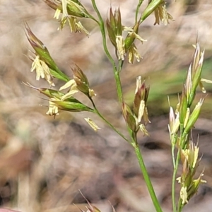 Lolium arundinaceum at Flea Bog Flat, Bruce - 8 Nov 2023