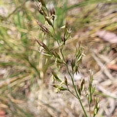 Lolium arundinaceum at Flea Bog Flat, Bruce - 8 Nov 2023