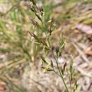 Festuca arundinacea at Flea Bog Flat, Bruce - 8 Nov 2023