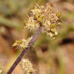 Acaena (genus) (A Sheep's Burr) at Blue Gum Point to Attunga Bay - 3 Nov 2023 by ConBoekel