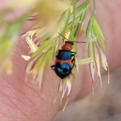 Dicranolaius cinctus (Notched-leg Red & Blue Flower Beetle) at Bruce Ridge to Gossan Hill - 8 Nov 2023 by trevorpreston