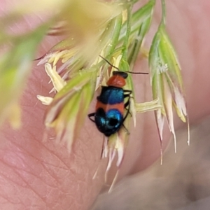 Dicranolaius bellulus at Bruce Ridge to Gossan Hill - 8 Nov 2023