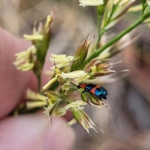 Dicranolaius bellulus at Bruce Ridge to Gossan Hill - 8 Nov 2023